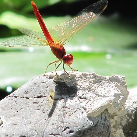 Raintree Lodge Port Moresby Zewnętrze zdjęcie