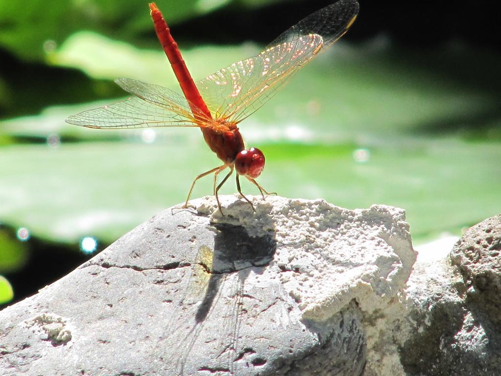 Raintree Lodge Port Moresby Zewnętrze zdjęcie